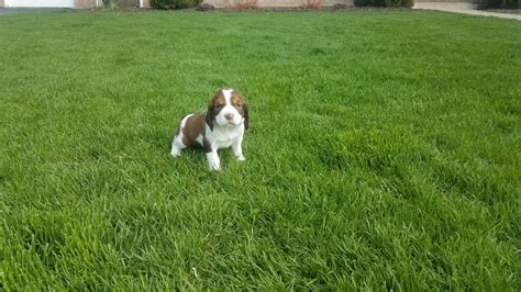 Dog sale · rescue information · daily updated list · multiple colors English Springer Spaniel Puppies For Sale | Alta Vista, IA ...