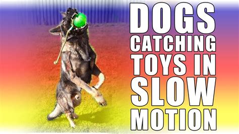 Dogs Catching Things A Slow Motion Adventure Youtube