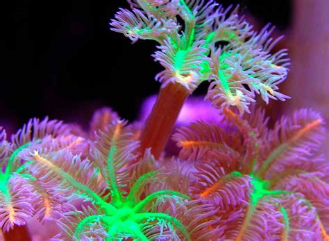 Flourescent Underwater Flowers Life Under The Sea Ocean Creatures