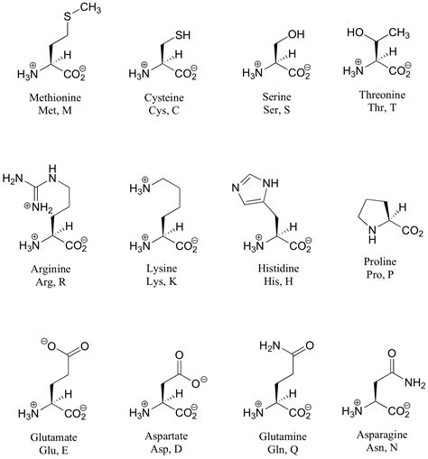 Common Amino Acid Chart