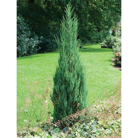The blue star juniper tree serves as a miniature tree that is truly. Juniperus scopulorum 'Skyrocket' | Thompson & Morgan