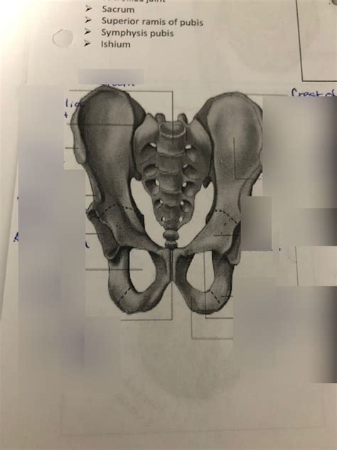 Anterior Pelvis Diagram Quizlet