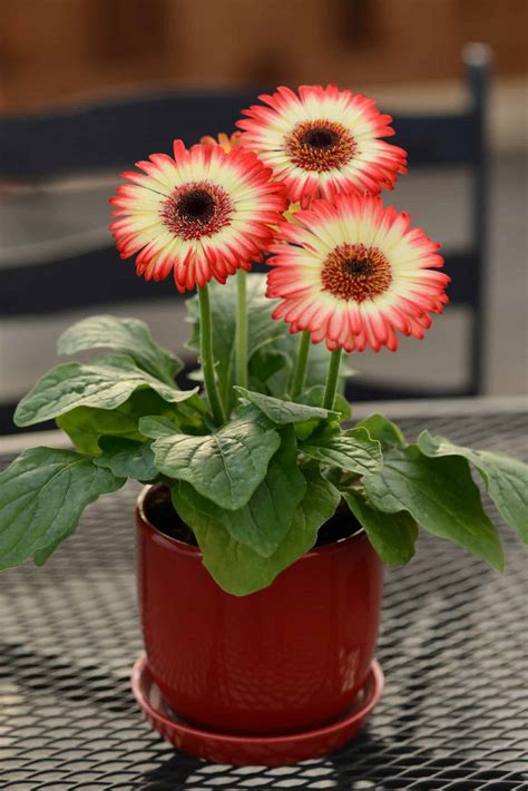 How To Grow Gerbera Daisies Indoors And Outdoors So That They Grow Well