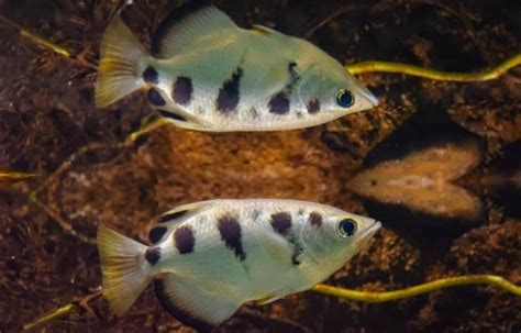 7 Amazing Brackish Water Aquarium Fish Salt Tank Report
