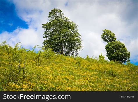 Landscape With Trees On Flank Of Hill Free Stock Images And Photos