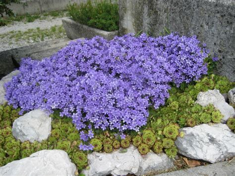I fiori blu sono molto ricercati perchè questo colore è in grado di trasmettere un senso se in natura esistono diverse varietà di piante che producono dei bellissimi fiori blu, è. La Campanula: il fiore preferito dalle fate e dai folletti