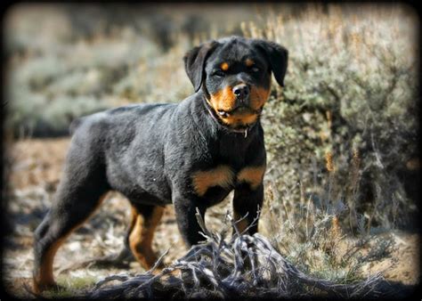 Rules of the Jungle: German Rottweiler puppies