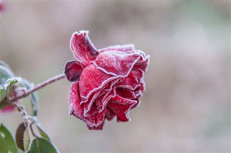 Frozen Rose By Haen Son 500px Frozen Rose Rose Flowers