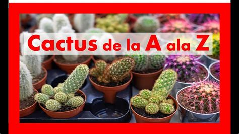 Nombres De Cactus De La A A La Z En 2020 Nombres De Cactus Tipos De