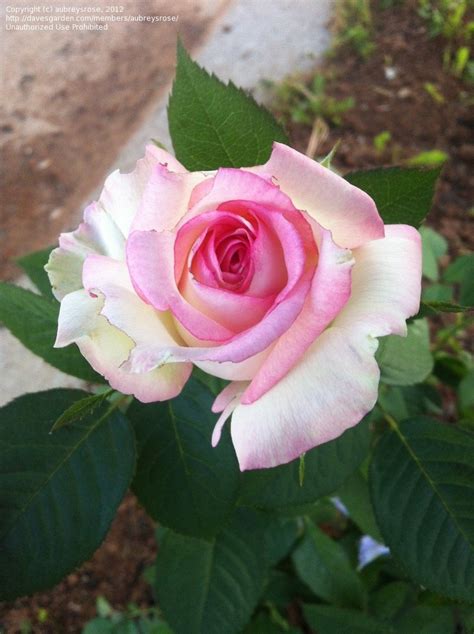 Plantfiles Pictures Hybrid Tea Rose Moonstone Rosa By Aubreysrose