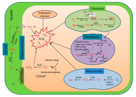 Maybe you would like to learn more about one of these? Antioxidants | Free Full-Text | Reactive Oxygen Species ...
