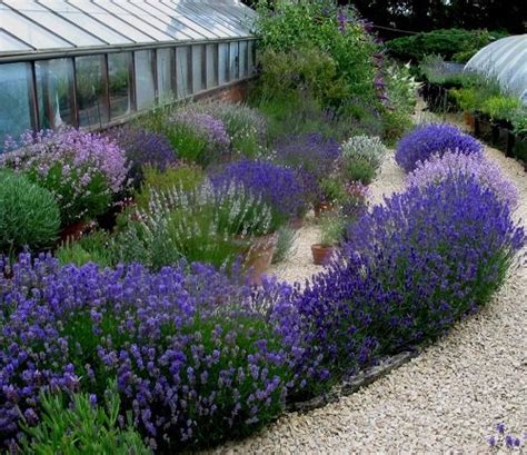 Landscaping With Lavender Garden Design Ideas