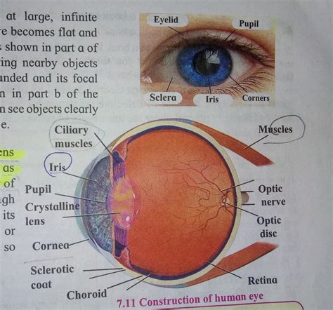 Draw A Neat Labelled Diagram Of The Human Eye And Mention