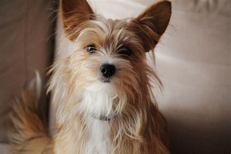 Papillon Mixed With Yorkie Mxiker