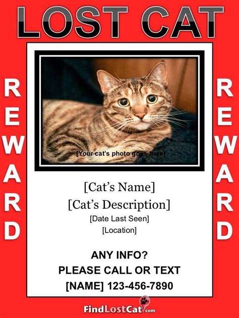 A cat has been pictured sitting next to its own 'missing' poster. Lost cat flyer poster templates free downloads FindLostCat ...
