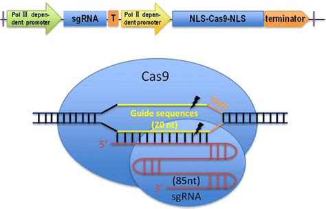 A Schematic Showing The Conventional Structure Of The Crisprcas9