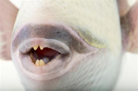Photos Of A Fish With Human Like Features Have Gone Viral Are They