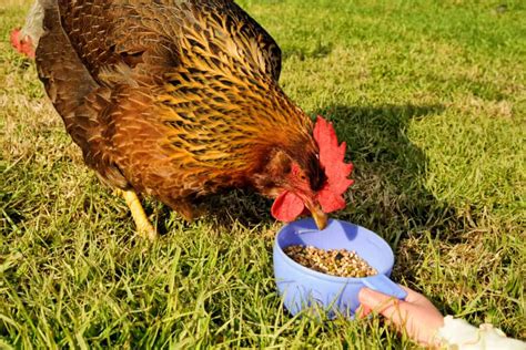 What Do Chickens Eat A Complete Guide To Feeding Poultry Heritage