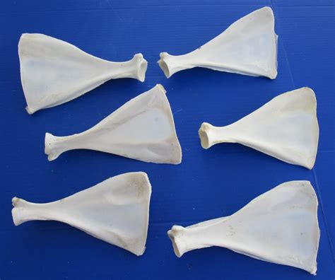 6 Real Whitetail Deer Shoulder Blade Bones For Carving Painting And Crafts