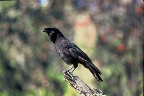 Free Picture Hawaiian Crow Black Bird