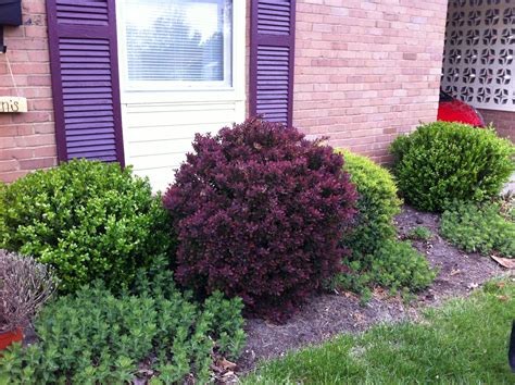 Before We Trimmed Anything We Had A Bunch Of Shrubs And A Low To The