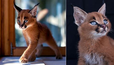 They were put into flocks of pigeons and bet on how many the cat would prey on. Beautiful Pictures Of Baby Caracals, One Of The Most ...