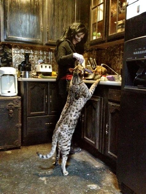 Everything you need to know right here. Savannah cat from the cheetah family. Omergerd I want one ...