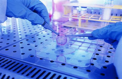 Stem cell research - Stock Image - C004/3403 - Science Photo Library