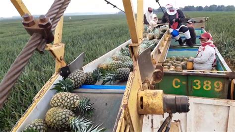Abundant Harvest Of Pineapple Part 1 Boom Truck Harvester In Bukidnon