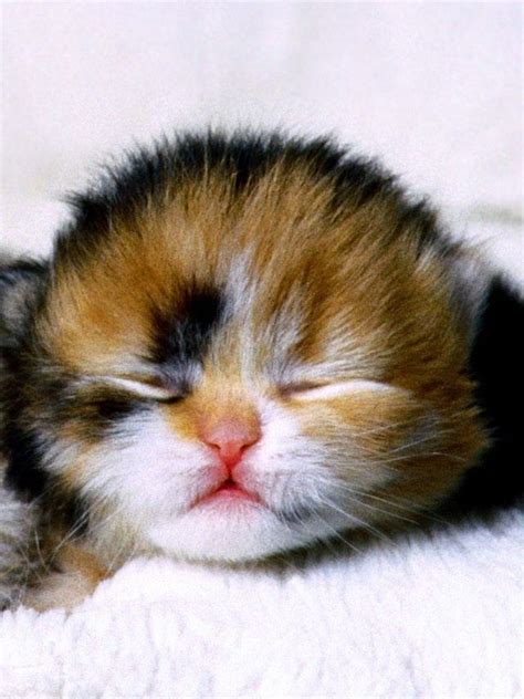 Newborn Calico Kitten Calico Kitten Newborn Kittens Cute Cats And
