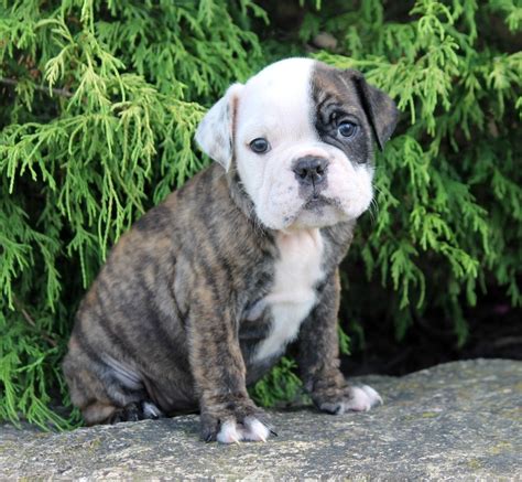 These sweet pups are very loved and given lots of tlc! English Bulldog Puppies For Sale | New Holland, PA #211662