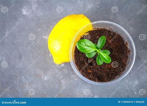 A Green Sprout Of Lemon In A Pot Seedling From The Bones Ripe Lemon