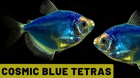 Cosmic Blue Tetra Glofish Out Of This World Fish For Your Aquarium
