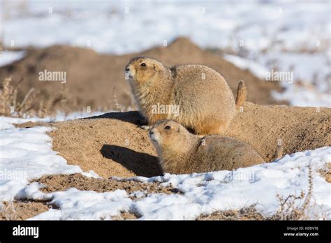 Prairie Dog Colony Hi Res Stock Photography And Images Alamy
