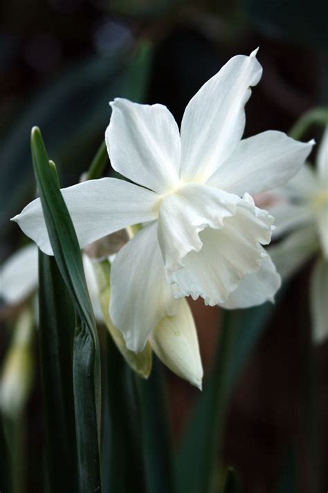 Daffodil Thalia Bl Ten Garten Tulpen