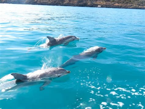 Kangaroo Island 2 Hour Dolphin Seal And Snorkeling Tour