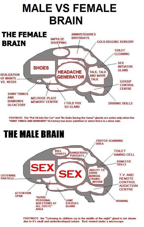 Male Vs Female Brain