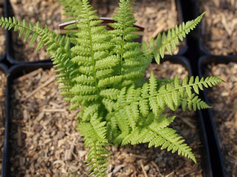 Check out our ostrich ferns selection for the very best in unique or custom, handmade pieces from our craft supplies & tools shops. Ostrich Native Fern - 1 Gal