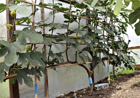 Espalier Fig In October With Ripe Fruits Espalier Fruit Trees