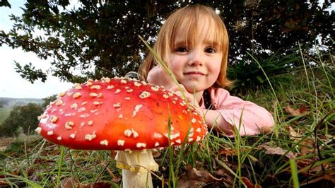Identifying Mushrooms And Fungi In The Adelaide Hills Au