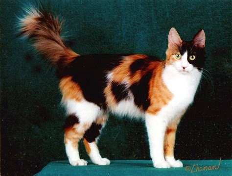 Image Calico Turkish Angora Cat Tmda3qt7 Animal Jam Clans Wiki
