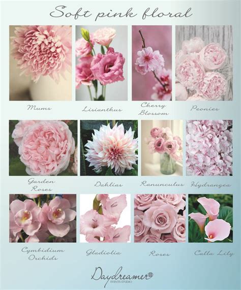 Pink Flower Names Ideas For Ts Decorations And More Floraqueen My