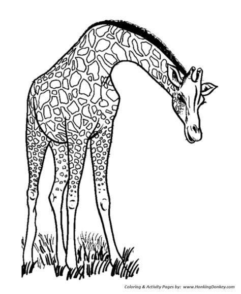 Wild Animal Coloring Pages Long Neck Giraffe Eating Coloring Page And