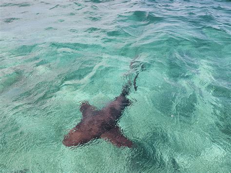 Nurse Shark Sighting Photograph By Rj Greene Fine Art America