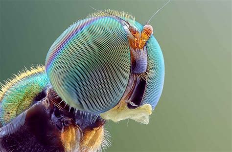 Les Portraits Macroscopiques De Yudy Sauw Animaux Insectes