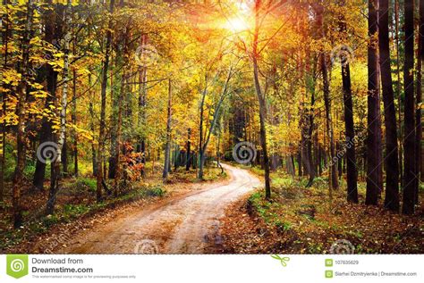 Autumn Forest Landscape On Sunny Bright Day Vivid