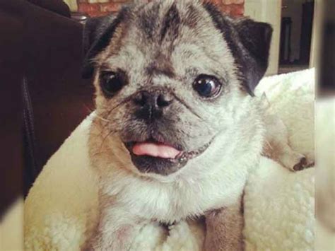 We did not find results for: 10 animals with down syndrome that will warm your heart ...
