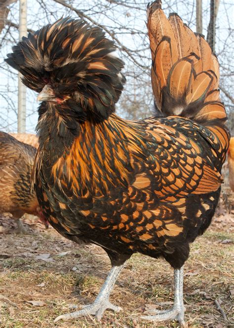 Polish Chickens Ferrebeekeeper