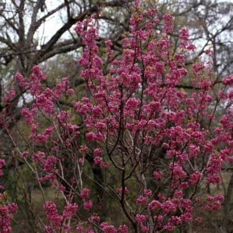 9 Of The Best Native Trees For North Texas The Dallas Garden School