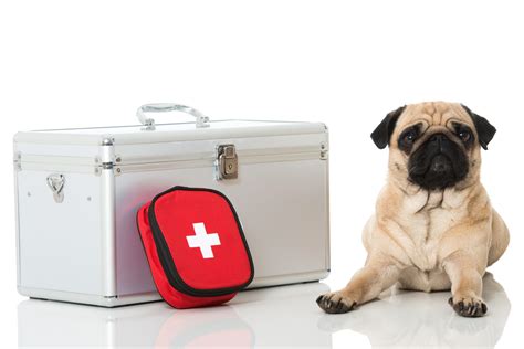 How To Make A First Aid Kit For Your Pet Ovrs